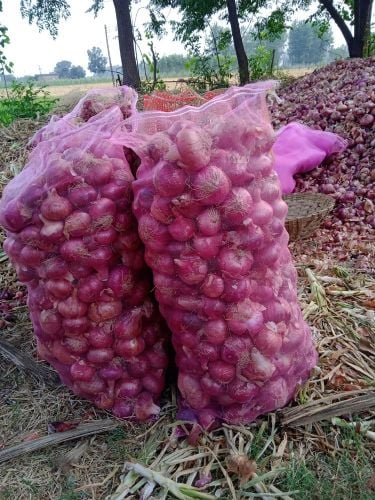 ONION