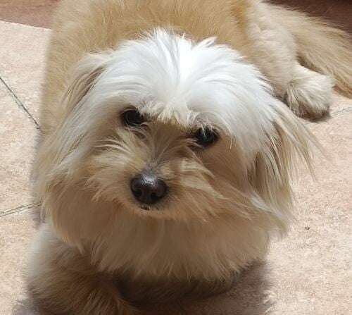 Maltipoo