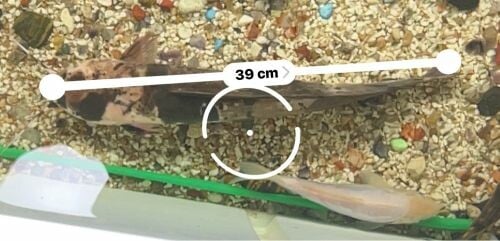 Black dot , albino catfish