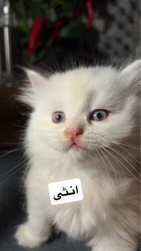 سكوتش للبيع فقط