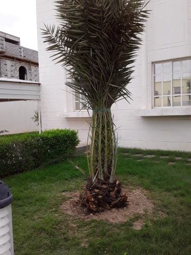 صيانة الحدائق والمتابعه الشهريه