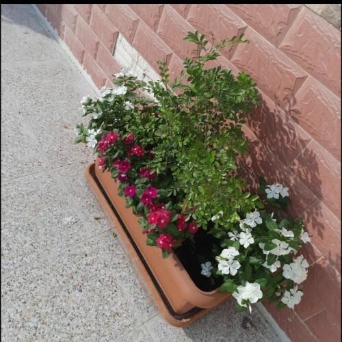 ورود وشتلات