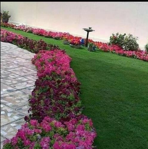عشب أخضر مع ورود علي الاطراف