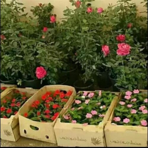 ورود شتلات