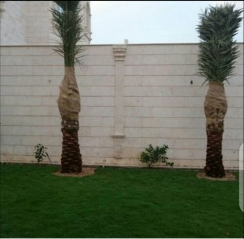 نجيل ونخيل