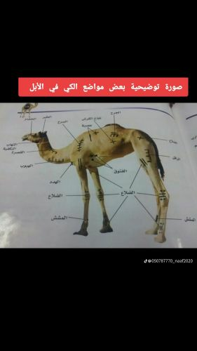ادريس ابو الصادق