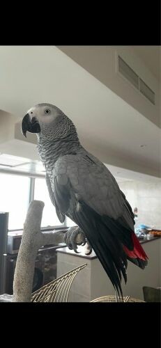 Has anyone seen my bird?