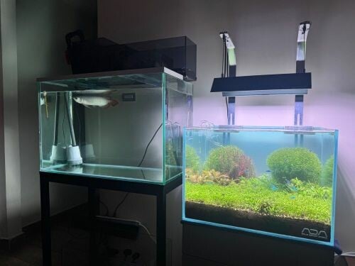 red arowana and planted tank