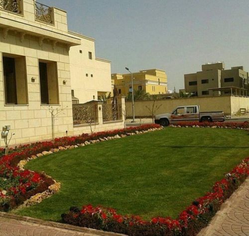 زراعه العشب الاخضر55079950
