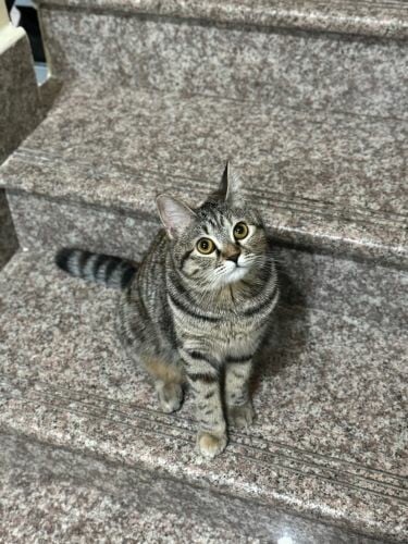 female cat for sale