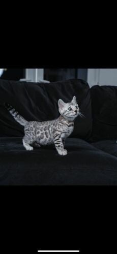 Bengal kittens for sale