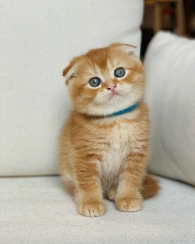 Scottish Fold kittens for sale