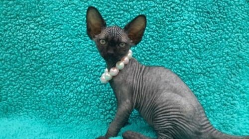 Sphynx kittens for sale