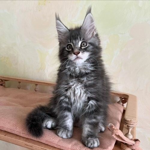 Maine coon kittens for sale