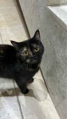 Cat For Adoption!
