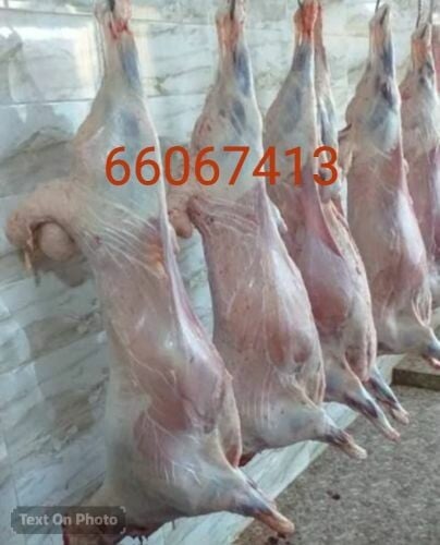 قصاب خرفان وماعز ب100ريال