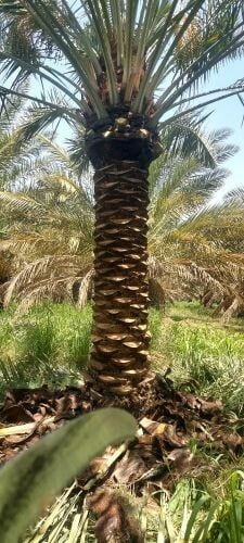 نخيل اخلاص 55079950