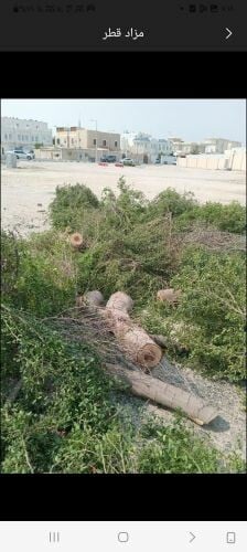قطع الأشجار والنخيل
