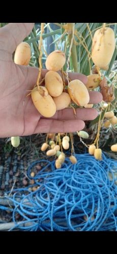 نخل لبیع اخلاص شیشی برحی خنیزی