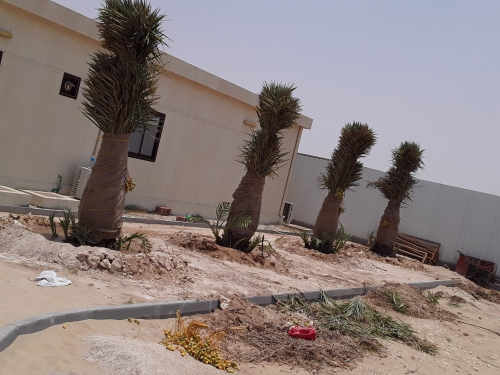تنظيف نخيل 55079950