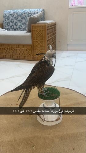 قرموشة 