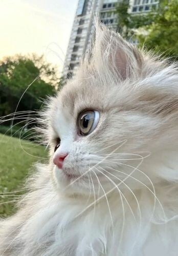 صونيا