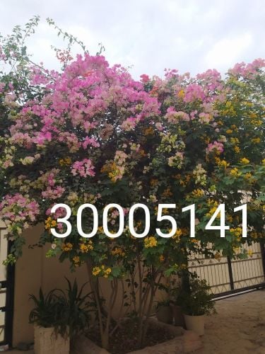 مهندس زراعي