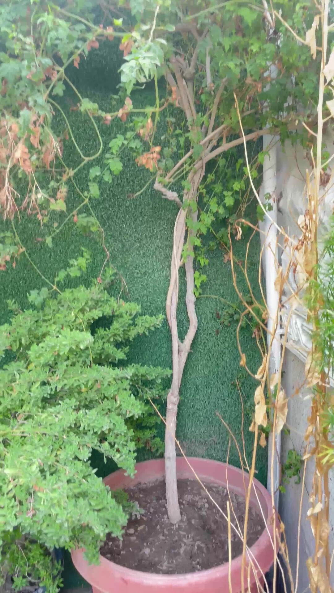 أشجار ونباتات 