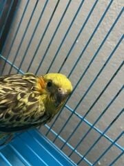 female for sale or exchange