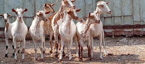 مطلوب جميع انواع الحلال