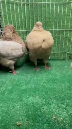 مودينه امريكي 
