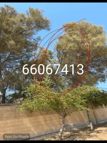 قص وتقطيع أشجار ب100ريال