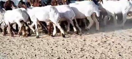 مطلوب رخال سوريه