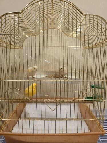 Kanar birds