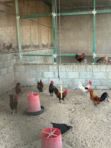 rooster for sale