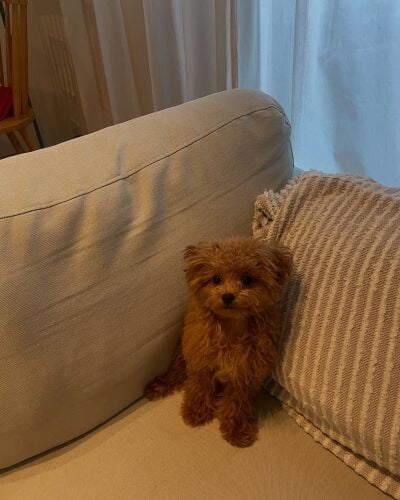Poddle Puppy