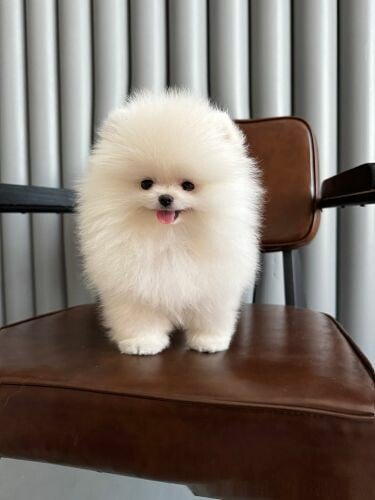 Pomeranian 