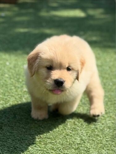 Golden Retriever puppy 