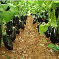 زراعه الجت والخضار