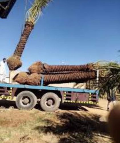 تركيب بيع تنظيف النخل