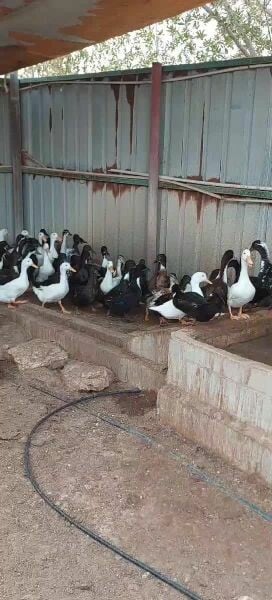 Layer Duck