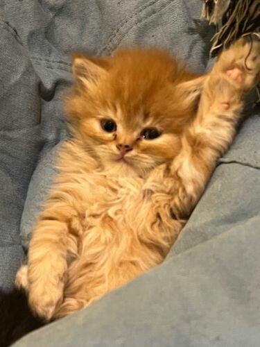GOLDEN KITTEN - MALE Last one 