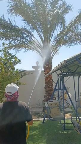 رش وتكريب النخل