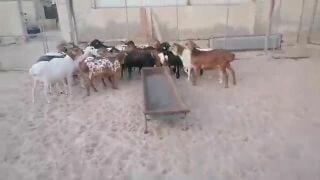 مطلوب غنم بربر