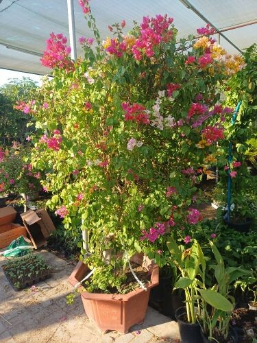 home decore.and garden maintenanc