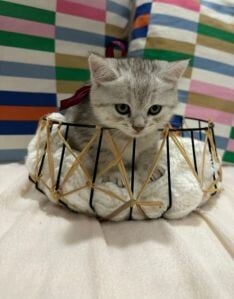 Scottish Kitten for Sale URGENT