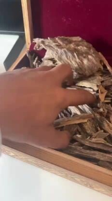 ربع كيلو عود هندي فاخر 