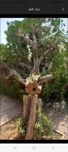 قص وتقطيع الأشجار والنخيل