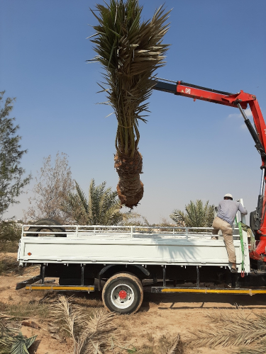 ابوسلطان