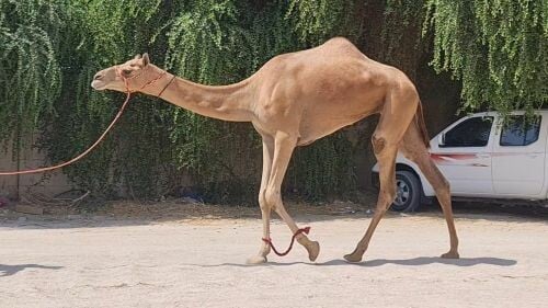 نشتري جميع انوع الحلال